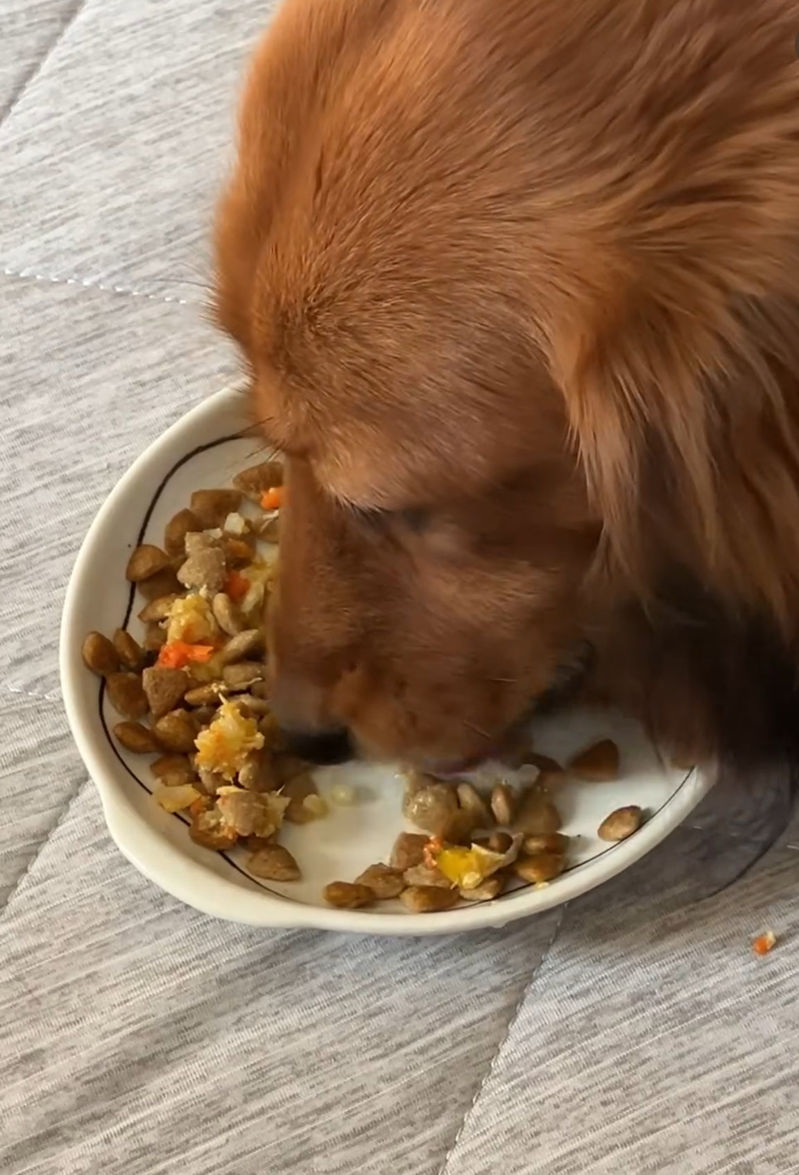 HARUWITH for adult dog