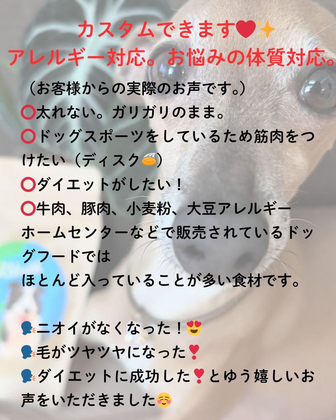 HARUWITH for adult dog