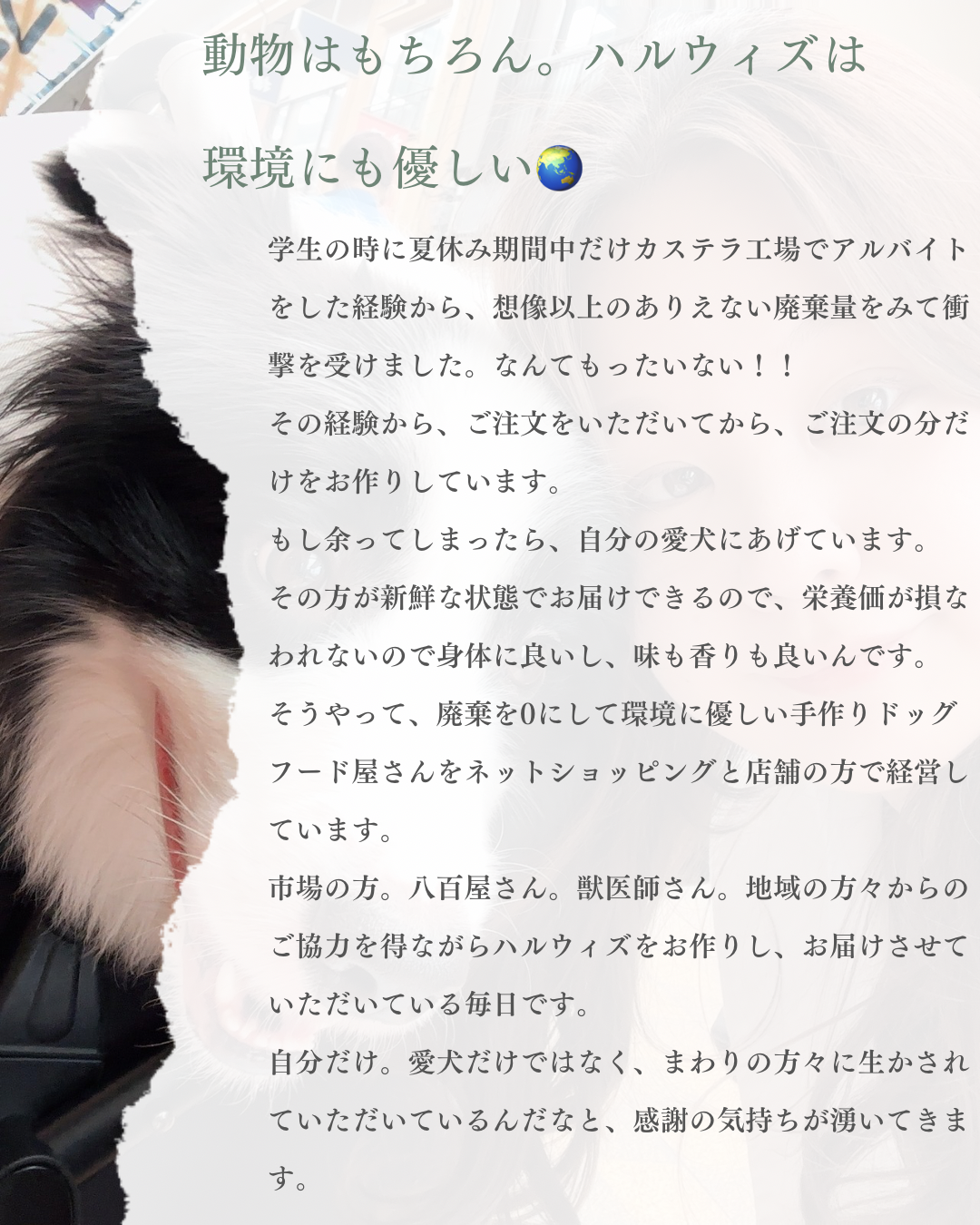 HARUWITH for adult dog