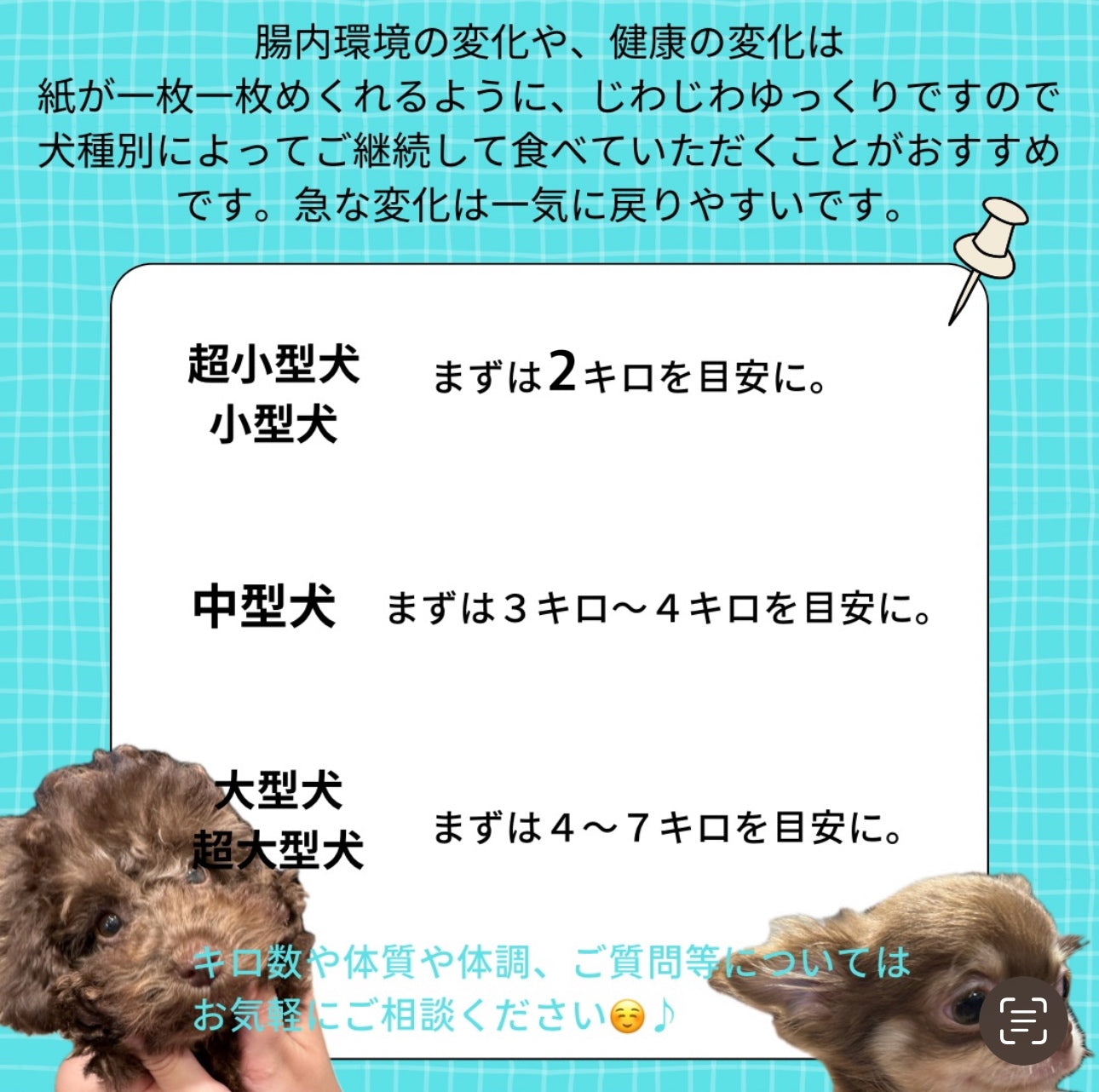 HARUWITH for adult dog