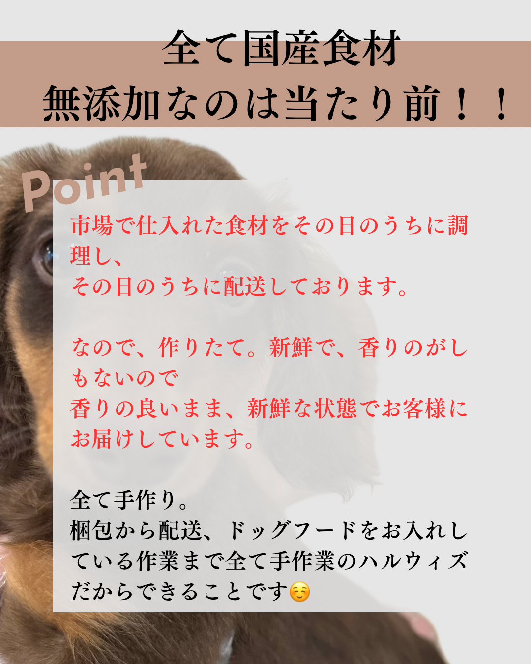 HARUWITH for adult dog