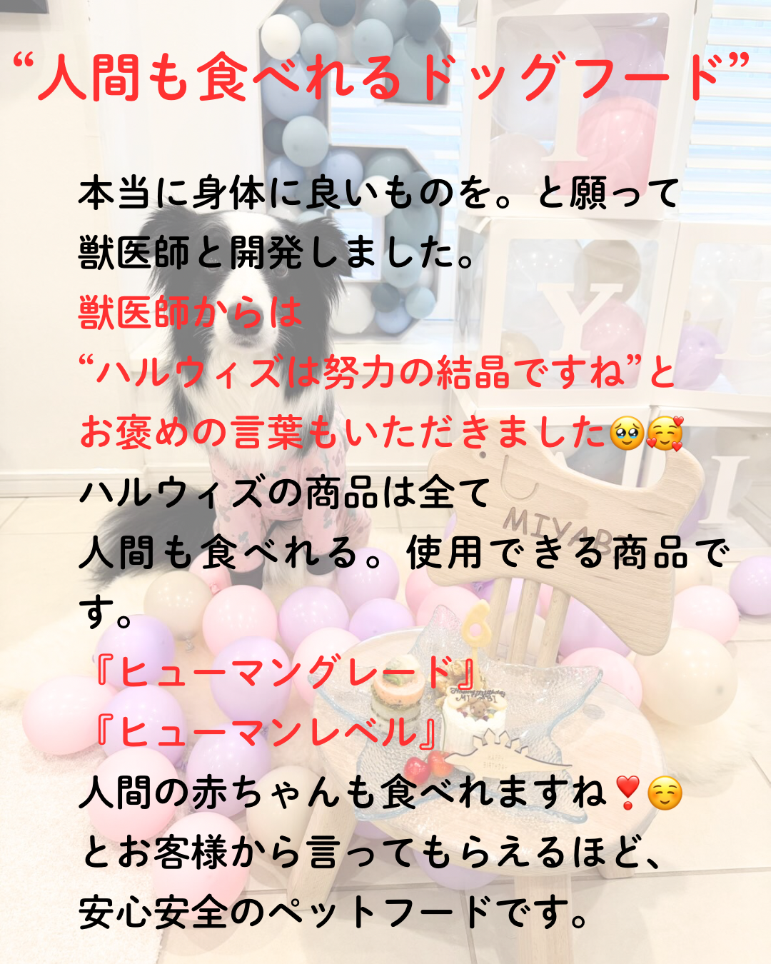 HARUWITH　for adult dog