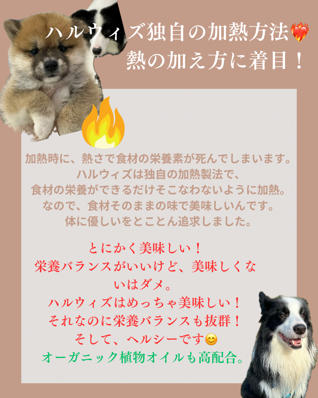 HARUWITH　for adult dog