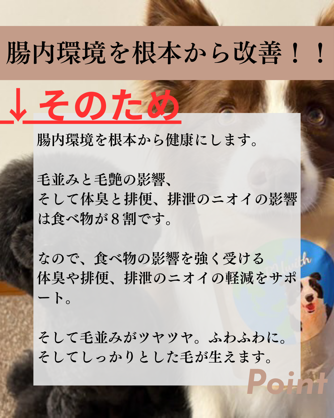 HARUWITH　for adult dog