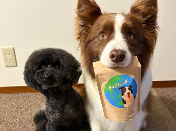HARUWITH　for adult dog